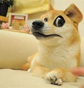 Image result for Know Your Meme Doge