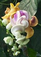 Image result for Corkscrew Flower