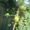 Image result for Solanum lycopersicum Black Dragon