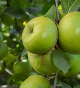 Image result for Small Green Oblong Apple Looking Tree