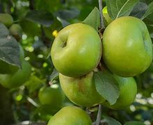 Image result for Green Apple Plant