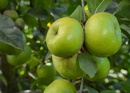 Image result for Tiny Green Apples