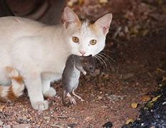 Image result for Cat Eating Rat