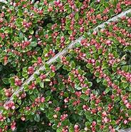 Image result for Cotoneaster hor. Variegatus