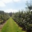 Image result for Pumpkin Patches and Apple Picking