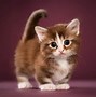 Image result for Grey Munchkin Cat