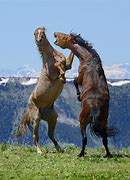 Image result for Horses Fighting