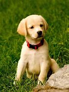 Image result for Cutest Dogs