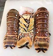 Image result for Largest Lobster Tail