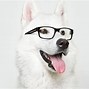 Image result for Cool Dog Glasses