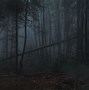 Image result for Dark Forest Calm Wallpaper