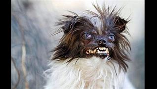 Image result for Crazy Weird Dogs