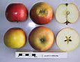 Image result for Apple Seedling