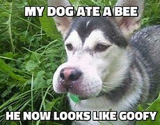 Image result for Husky Dog Meme