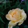 Image result for Gold Glow Rose