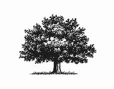 Image result for Oak Tree Icon