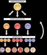 Image result for Cell Differentiation Diagram