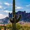 Image result for Arizona Cacti Horizontal