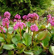 Image result for Bergenia Eroica