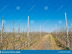 Image result for Gala Apple Orchard