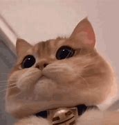 Image result for Galaxy iPhone Wallpaper Cute Cat GIF
