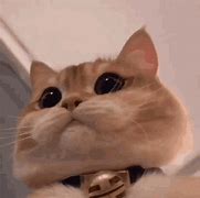Image result for Crying Kitty Cat GIF Meme