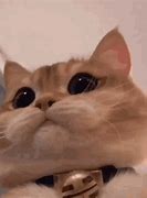 Image result for Discord Cat GIF