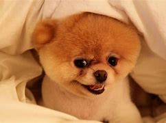 Image result for Boo the Dog Wallpaper