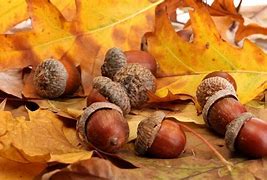 Image result for Things That Are Brown in Nature