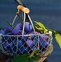 Image result for Grapes in Containers