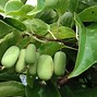 Image result for Actinidia arguta Geneva