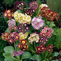 Image result for Primula auricula Chaffinch