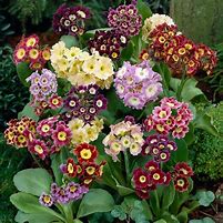 Image result for Primula auricula Slioh