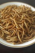 Image result for Insect Food Products