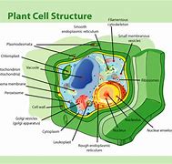 Image result for Carbohydrate Organic Structure