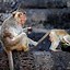 Image result for Funny Monkey Drinking