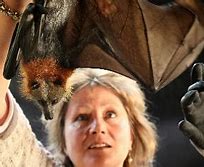 Image result for Flying Foxes Colony
