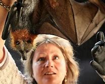 Image result for Funny Flying Foxes