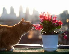 Image result for Flowers for Cat Death