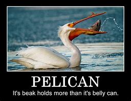 Image result for Pelican Meme