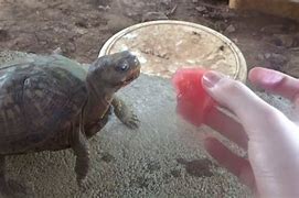 Image result for Turtle Eating Watermelon