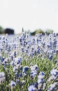 Image result for Lavender Wallpaper iPad