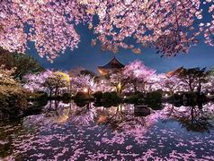 Image result for Japanese Garden Cherry Blossom