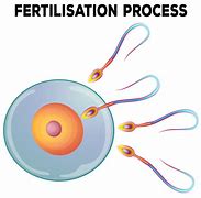 Image result for Fertilization