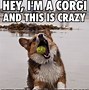 Image result for Doggo Memes Corgi