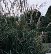 Image result for Miscanthus sinensis Goliath