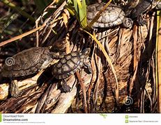 Image result for Actinemys Emydidae