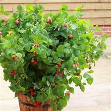 Image result for Rubus idaeus Ruby Beauty