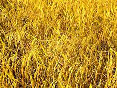 Image result for Golden Rice GMO