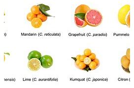 Image result for Orange Citrus Hybrid